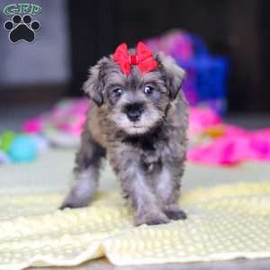 Josie, Miniature Schnauzer Puppy